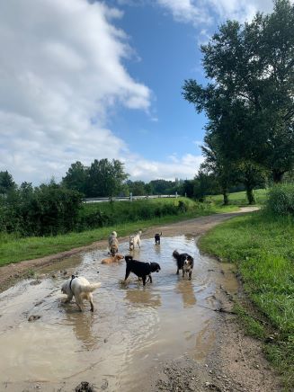 balade de chiens aux alentours d'aix les bains